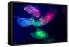Coloured Jellyfish-yuyang-Framed Stretched Canvas