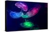 Coloured Jellyfish-yuyang-Stretched Canvas