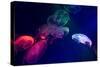 Coloured Jellyfish-yuyang-Stretched Canvas