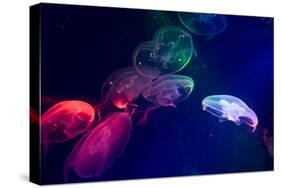 Coloured Jellyfish-yuyang-Stretched Canvas