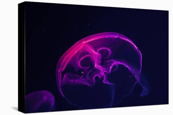 Coloured Jellyfish-yuyang-Stretched Canvas