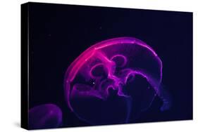 Coloured Jellyfish-yuyang-Stretched Canvas