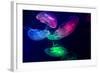 Coloured Jellyfish-yuyang-Framed Photographic Print