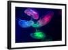 Coloured Jellyfish-yuyang-Framed Photographic Print