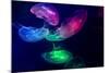 Coloured Jellyfish-yuyang-Mounted Photographic Print