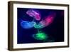 Coloured Jellyfish-yuyang-Framed Photographic Print