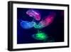 Coloured Jellyfish-yuyang-Framed Photographic Print