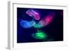 Coloured Jellyfish-yuyang-Framed Photographic Print