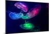 Coloured Jellyfish-yuyang-Mounted Photographic Print