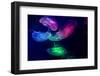 Coloured Jellyfish-yuyang-Framed Photographic Print