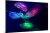 Coloured Jellyfish-yuyang-Mounted Photographic Print