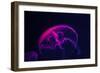 Coloured Jellyfish-yuyang-Framed Photographic Print