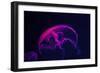 Coloured Jellyfish-yuyang-Framed Photographic Print