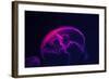 Coloured Jellyfish-yuyang-Framed Photographic Print