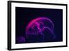 Coloured Jellyfish-yuyang-Framed Photographic Print