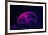 Coloured Jellyfish-yuyang-Framed Photographic Print