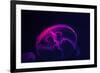 Coloured Jellyfish-yuyang-Framed Photographic Print