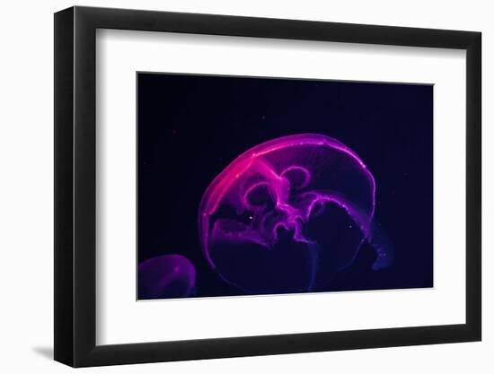 Coloured Jellyfish-yuyang-Framed Photographic Print