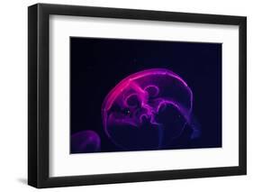 Coloured Jellyfish-yuyang-Framed Photographic Print