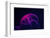 Coloured Jellyfish-yuyang-Framed Photographic Print