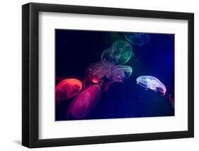 Coloured Jellyfish-yuyang-Framed Photographic Print