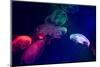 Coloured Jellyfish-yuyang-Mounted Photographic Print