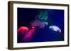 Coloured Jellyfish-yuyang-Framed Photographic Print