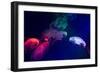 Coloured Jellyfish-yuyang-Framed Photographic Print