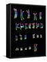 Coloured LM of a Normal Female Karyotype-L. Willatt-Framed Stretched Canvas