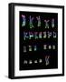 Coloured LM of a Normal Female Karyotype-L. Willatt-Framed Photographic Print