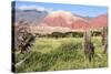 Coloured Mountains, Salta District, Argentina-Peter Groenendijk-Stretched Canvas