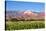 Coloured Mountains, Salta District, Argentina-Peter Groenendijk-Stretched Canvas