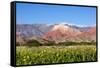 Coloured Mountains, Salta District, Argentina-Peter Groenendijk-Framed Stretched Canvas