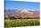 Coloured Mountains, Salta District, Argentina-Peter Groenendijk-Stretched Canvas