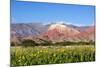 Coloured Mountains, Salta District, Argentina-Peter Groenendijk-Mounted Photographic Print