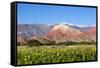 Coloured Mountains, Salta District, Argentina-Peter Groenendijk-Framed Stretched Canvas