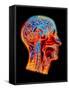 Coloured MRI Scan of the Human Head (side View)-PASIEKA-Framed Stretched Canvas