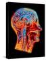 Coloured MRI Scan of the Human Head (side View)-PASIEKA-Stretched Canvas