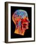 Coloured MRI Scan of the Human Head (side View)-PASIEKA-Framed Photographic Print