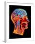 Coloured MRI Scan of the Human Head (side View)-PASIEKA-Framed Photographic Print