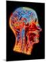 Coloured MRI Scan of the Human Head (side View)-PASIEKA-Mounted Photographic Print
