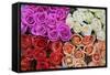 Coloured Rose Blossoms, Roses-Sweet Ink-Framed Stretched Canvas