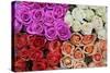 Coloured Rose Blossoms, Roses-Sweet Ink-Stretched Canvas