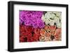 Coloured Rose Blossoms, Roses-Sweet Ink-Framed Photographic Print