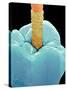 Coloured SEM of a Dental Drill Drilling Into Tooth-Volker Steger-Stretched Canvas