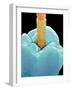 Coloured SEM of a Dental Drill Drilling Into Tooth-Volker Steger-Framed Photographic Print
