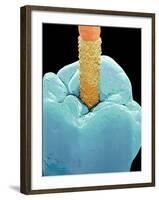 Coloured SEM of a Dental Drill Drilling Into Tooth-Volker Steger-Framed Photographic Print