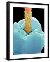 Coloured SEM of a Dental Drill Drilling Into Tooth-Volker Steger-Framed Photographic Print