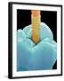 Coloured SEM of a Dental Drill Drilling Into Tooth-Volker Steger-Framed Photographic Print