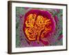 Coloured SEM of a Renal Glomerulus-null-Framed Photographic Print